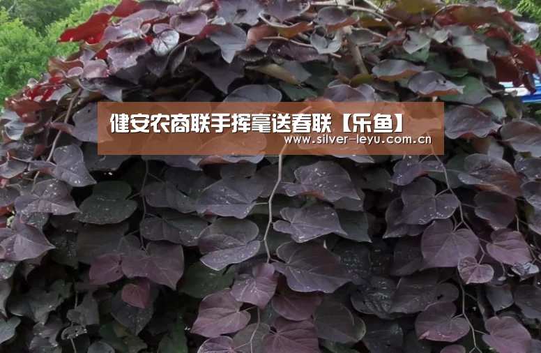 健安农商联手挥毫送春联【乐鱼】(图3) 乐鱼体育入口